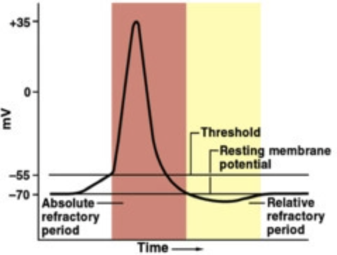 relative refractory period