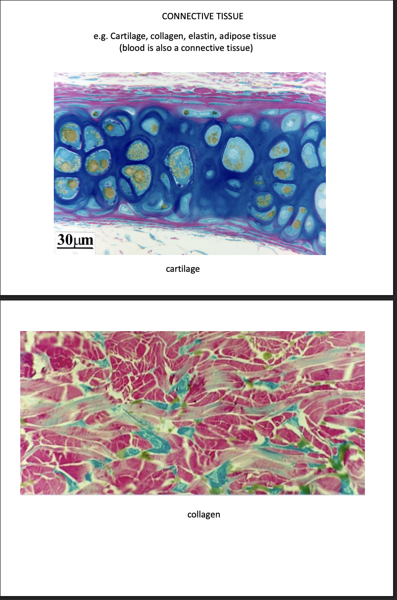 <ol><li><p>Connective tissue</p></li></ol><p></p>