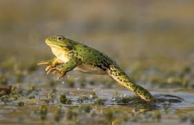 <p><strong>Frogs</strong></p>