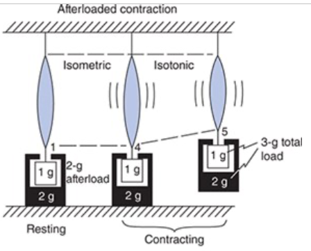 <p>The load on the muscle at rest (the preload) and the load on the muscle during contraction (total load) are different</p><ul><li><p><span>Preload determines the resting muscle length</span></p></li><li><p><span>Initial tension is developed isometrically</span></p></li><li><p><span>Once the muscle generates enough tension to equal to the total load the tension output is fixed at the total load and it will shorten isotonically because the contractile potential exceeds the tension output</span></p></li><li><p><span>Shortening ceases when the muscle's tension producing potential is decreased by the length change to be equal to the load on the muscle</span></p></li></ul><p></p>