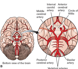 <p>Posterior Cerebral Artery</p>