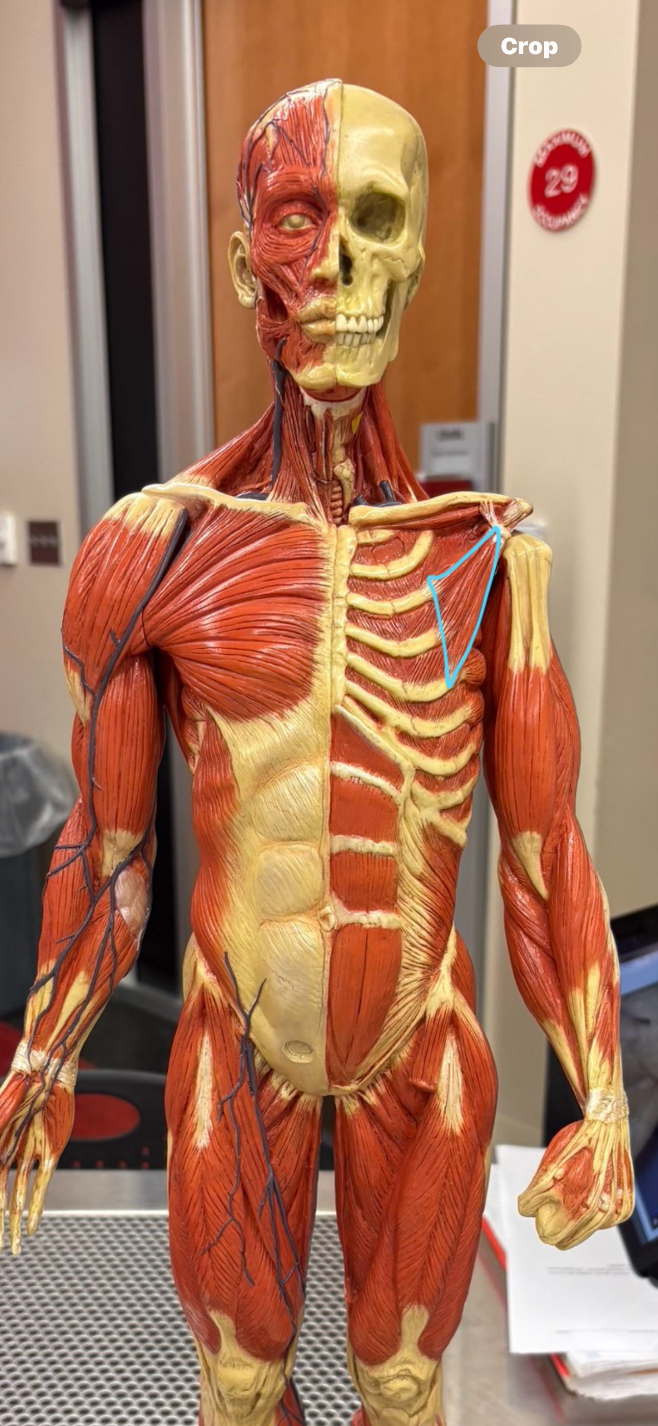 knowt flashcard image