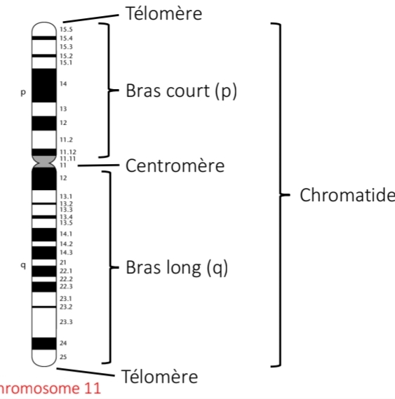 <p>Nombre chromosomes<br>Structure<br>Métaphase</p><p class="has-focus">+</p><p>représentation de la disposition des gènes ou des marqueurs sur un chromosome</p><p class="has-focus">+</p><p class="has-focus">Xp21</p><p class="has-focus">chromosome/bras/region/bande</p>