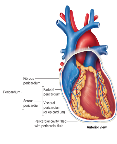 <p>What is the location and structures of the pericardium?</p>