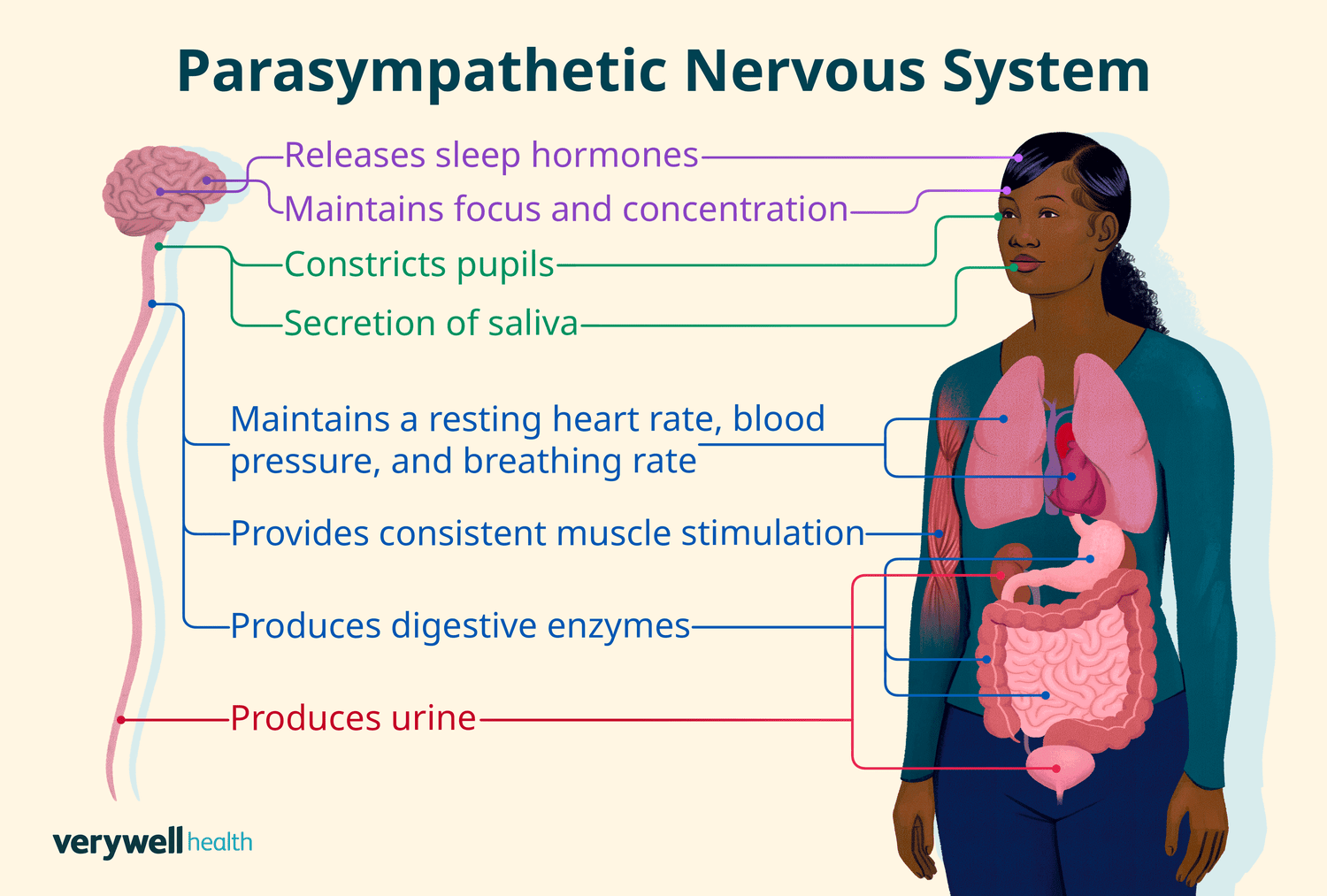 <p>Parasympathetic </p>
