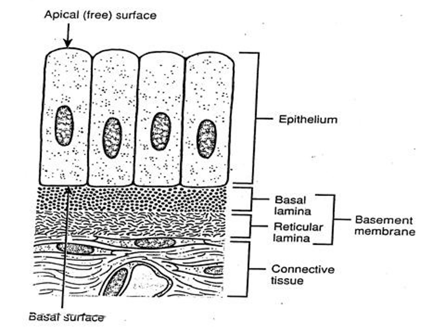 <p>Covers surfaces, lines cavities and hollow organs, and forms glands.</p>