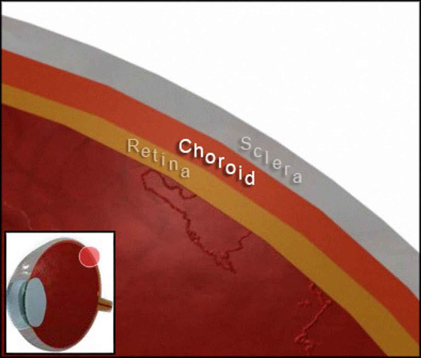 <p>retina & sclera</p>