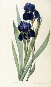 <p>iris germanica</p>