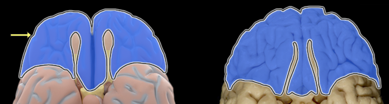 <p>Location:</p><ul><li><p>Anterior portion of cerebral hemisphere</p></li></ul><p>Description:</p><ul><li><p>Extends from anterior pole of brain to central sulcus</p></li><li><p>Contains precentral gyrus</p></li></ul><p>Function:</p><ul><li><p>Controls voluntary motor activity</p></li><li><p>Higher mental processing</p></li><li><p>Emotional behavior</p></li><li><p>Speech output (i.e., Broca's area - usually in left hemisphere)</p></li></ul><p>Comment:</p><ul><li><p>Named for overlying bone</p></li></ul><p></p>