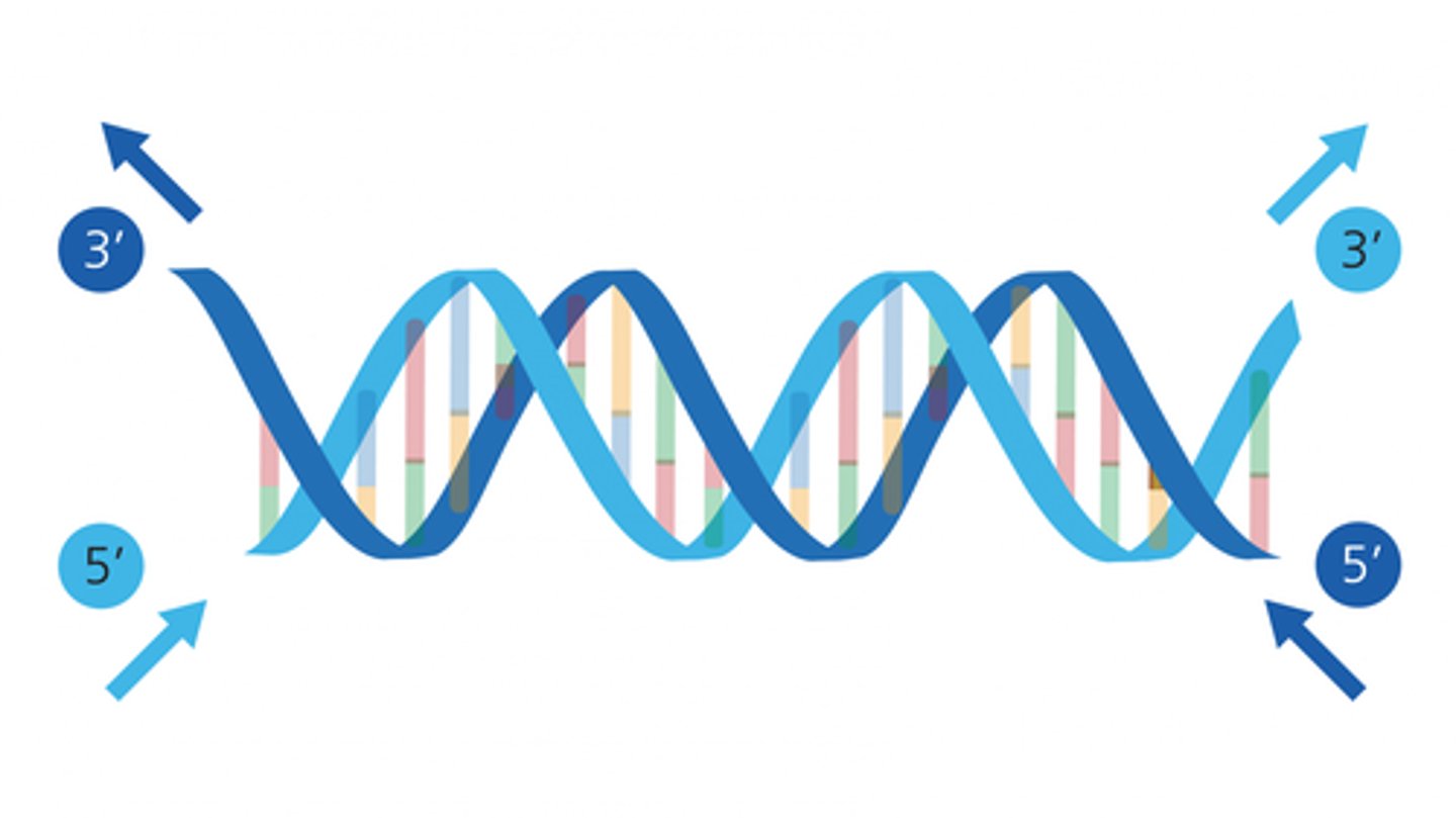 <p>5' to 3' direction</p><p>one end of a DNA strand is 3' and one is 5'</p><p>each strand runs the opposite direction of the other (antiparallel)</p>