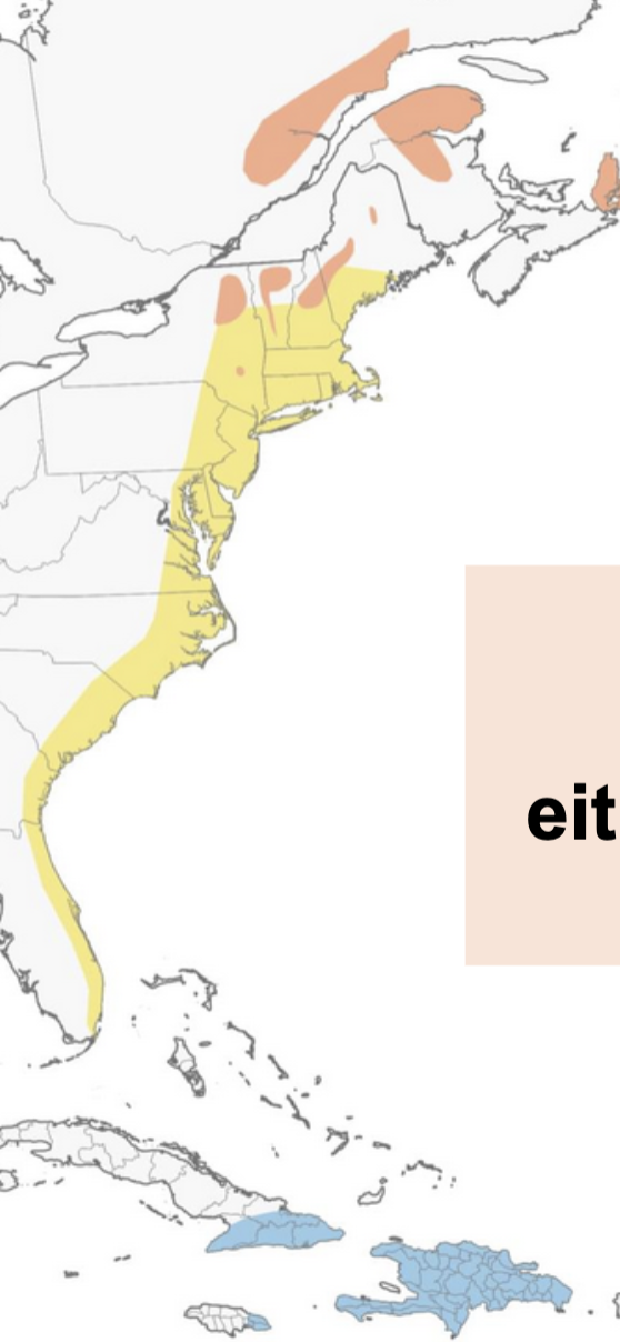 <p>May occur in both breeding and non-breeding ranges. Eg. Bicknell’s Thrush</p>
