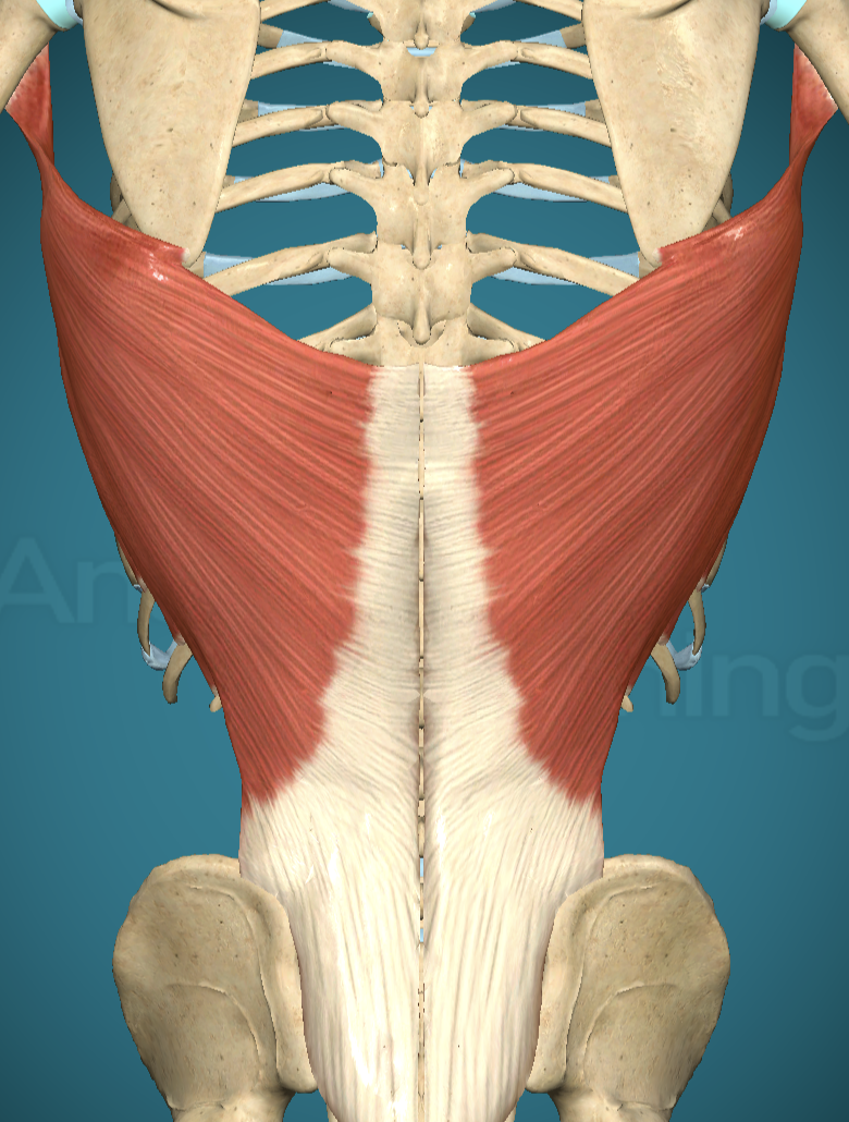 <p>Latissimus Dorsi Main action</p>