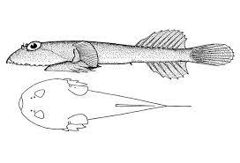 <p>Gobiesox strumosus</p>