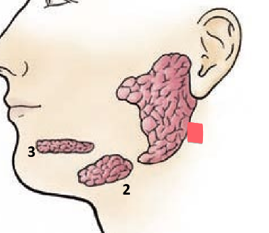 <ul><li><p>located inferior and anterior to ear</p></li><li><p>drains into oral cavity near 2nd upper molar</p></li></ul><p></p>