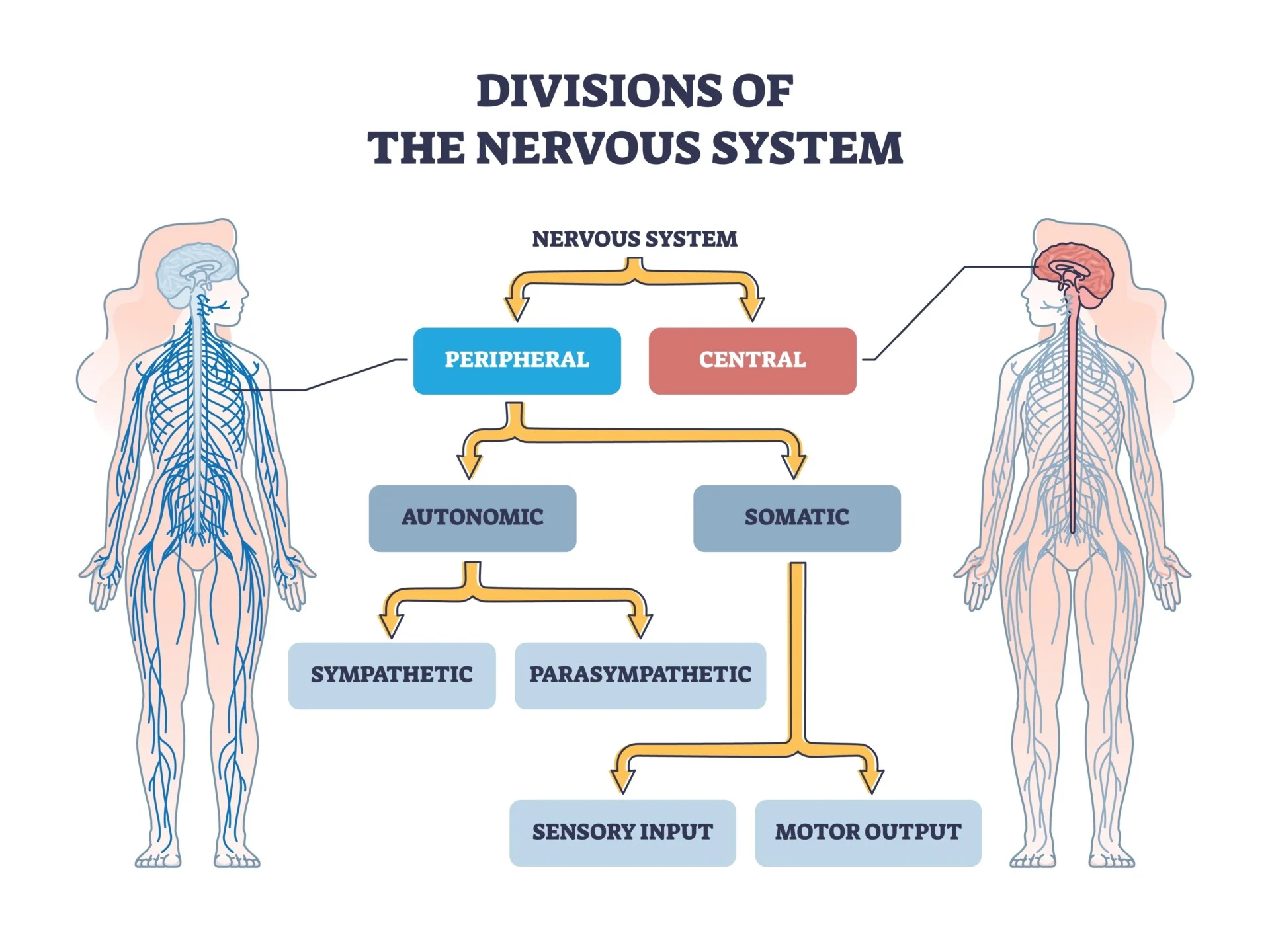 <p>Nervous System: Peripheral/Central</p><p>Peripheral:Autonomic/Somatic</p><p>Autonomic: Sympathetic/Parasympathetic</p><p>Somatic: Sensory/Motor Output</p>