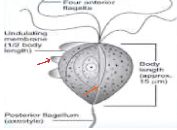 IDENTIFY THE FAMILY & MEMBER as well as name the arrows pointed 