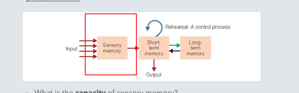 <p>the retention, for brief periods of time, of the effects of <u>sensory stimulation</u>.</p>