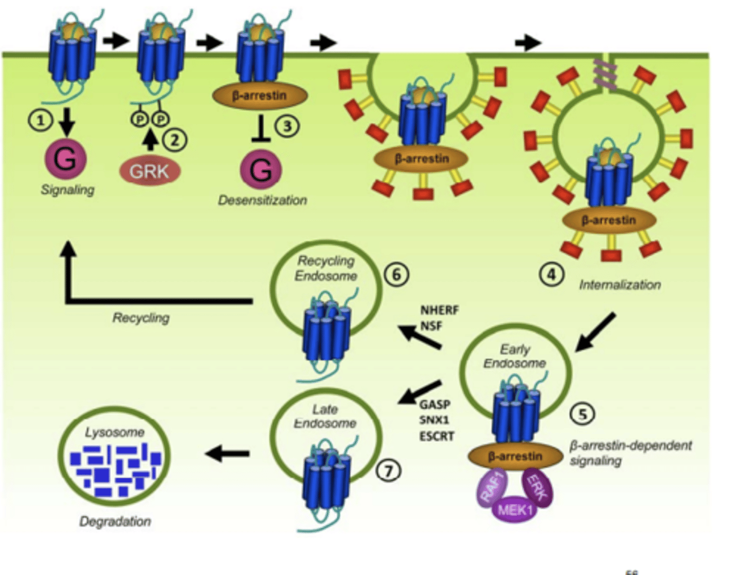 <p>arrestin interacts with phosphorylated GPCRs and moves them into clathrin-coated pits for internalization and degradation </p>