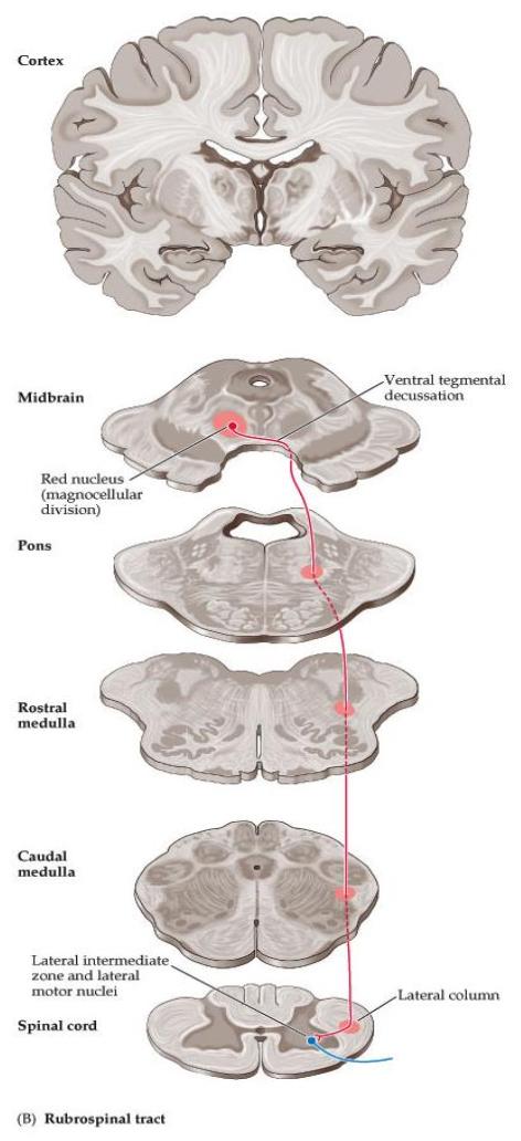 <p>Where does the <em><u>rubrospinal tract</u></em> end? What movements does it control? How much contribution does it have to muscle control?</p>