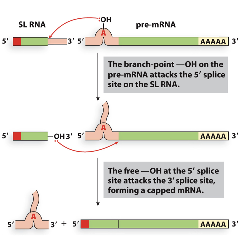 <ul><li><p>occurs in nematodes (conserved in that group)</p></li><li><p>short capped leader sequence is spliced onto a pre-mRNA to make a mature mRNA</p></li></ul>