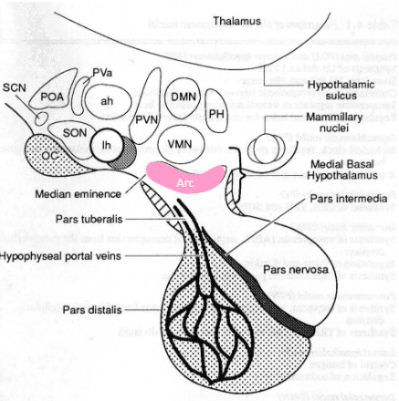 <ul><li><p>May be the inhibitor of Prolactin release. </p></li><li><p>Also acts on the release of MSH.</p></li></ul><p></p>