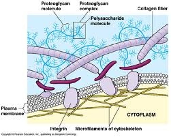<p>a collection of extracellular molecules secreted by cells that provides structural and biochemical support to the surrounding cells.</p>