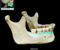 <p>upper border of the mandibular body that contains the lower teeth</p>