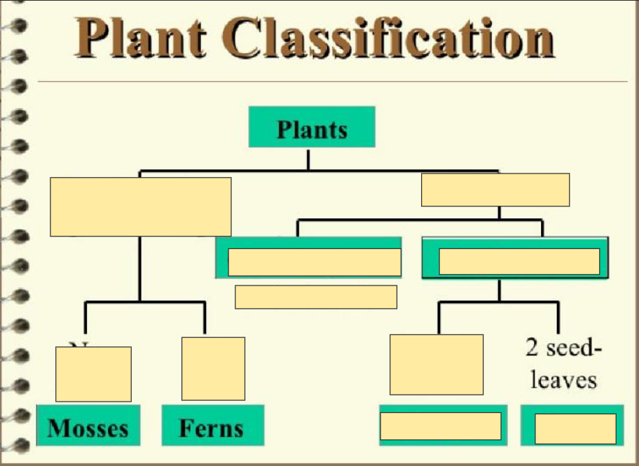 <p>2 Seed leaves Dicots</p>