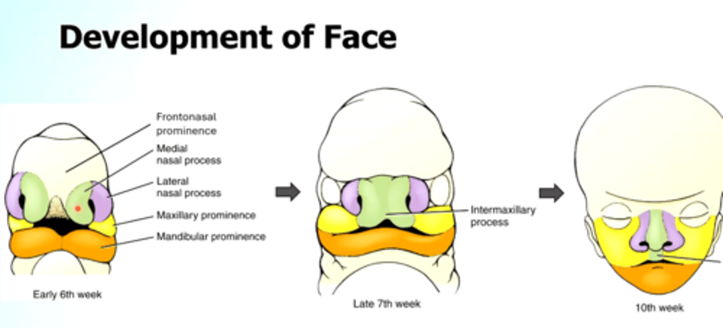 <p>The secondary palate (hard and soft) is formed by? </p>