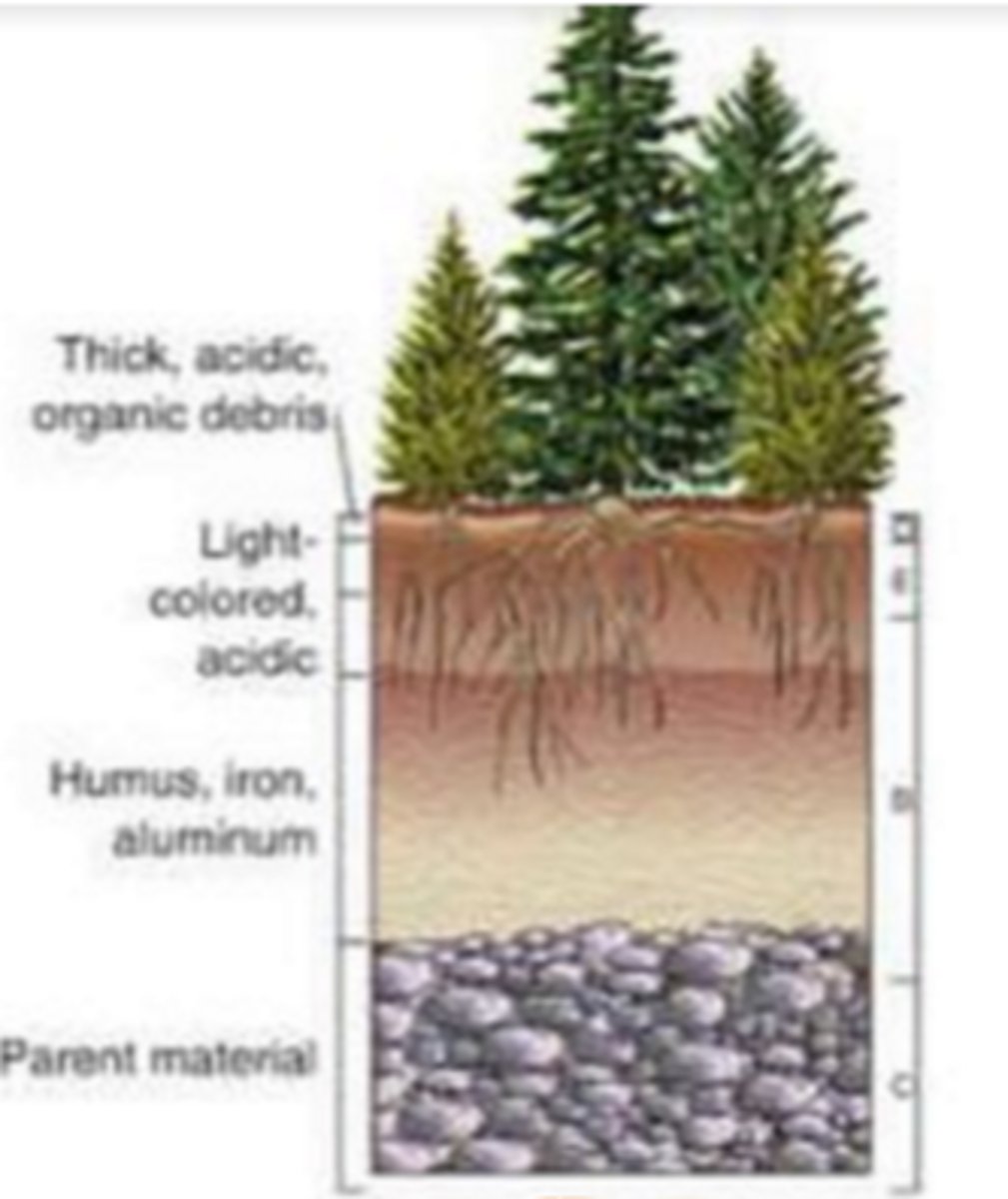 <p>biome with lots of humus (organic soil), thick O layer (because of leaves), and bleaching E layer</p>