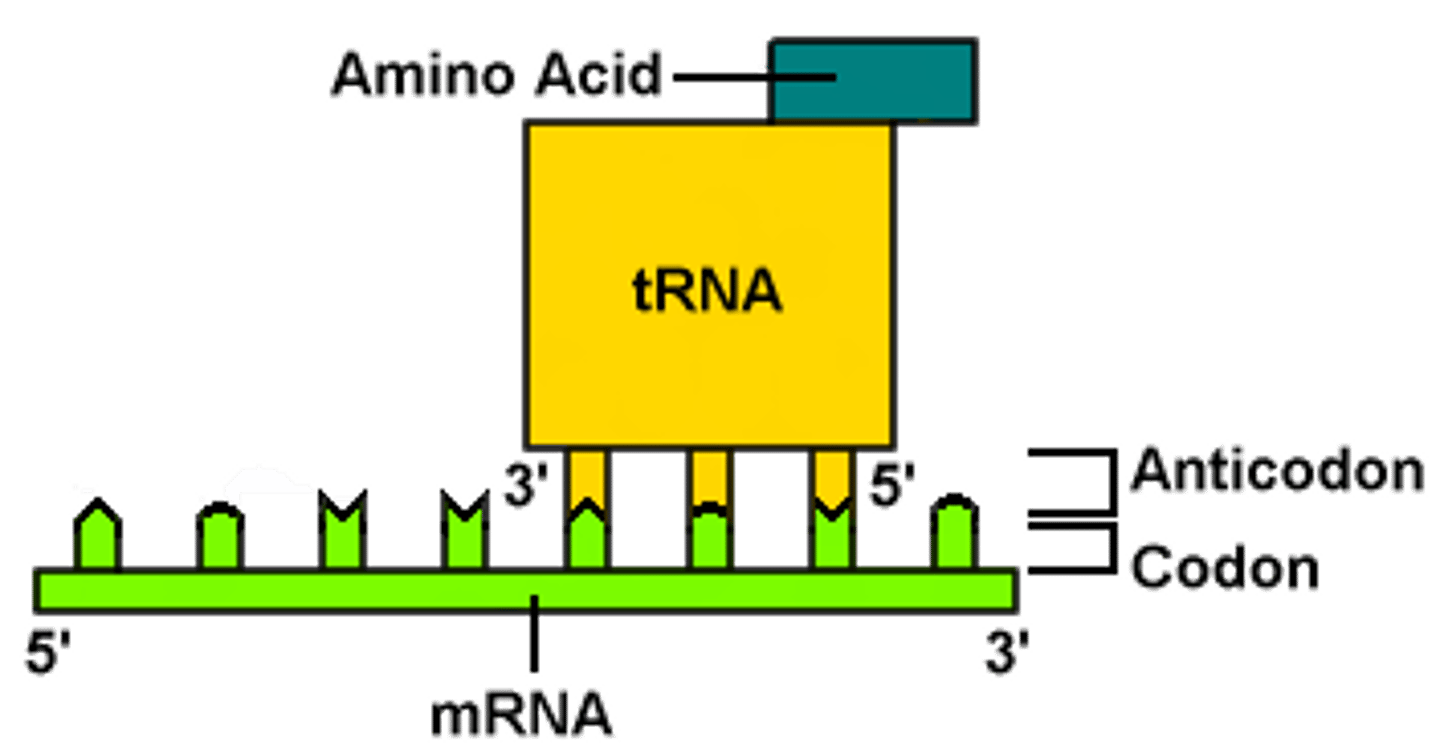 <p>A sequence of three bases of a tRNA molecule that pairs with the complementary three-nucleotide codon of an mRNA molecule during protein synthesis.</p>