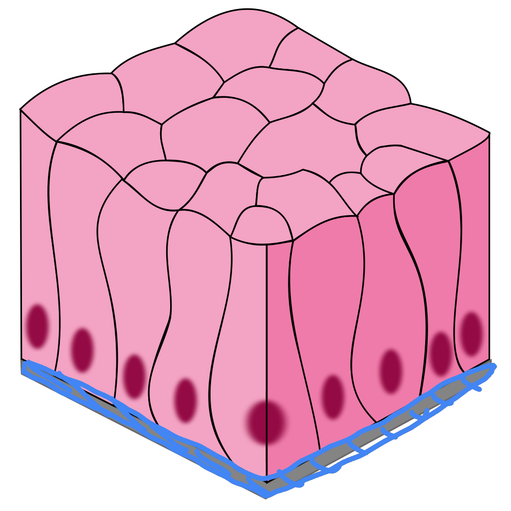 <p>basement membrane</p>