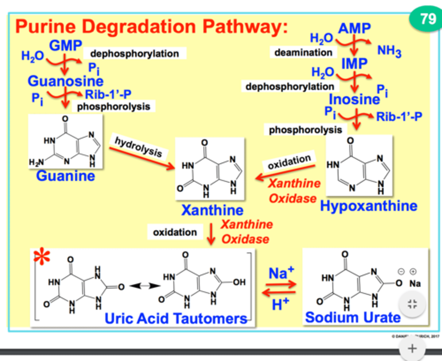 <p>work until they cant anymore/are old, from where they are sent to the degradation pathway and harvested for amino acids</p>
