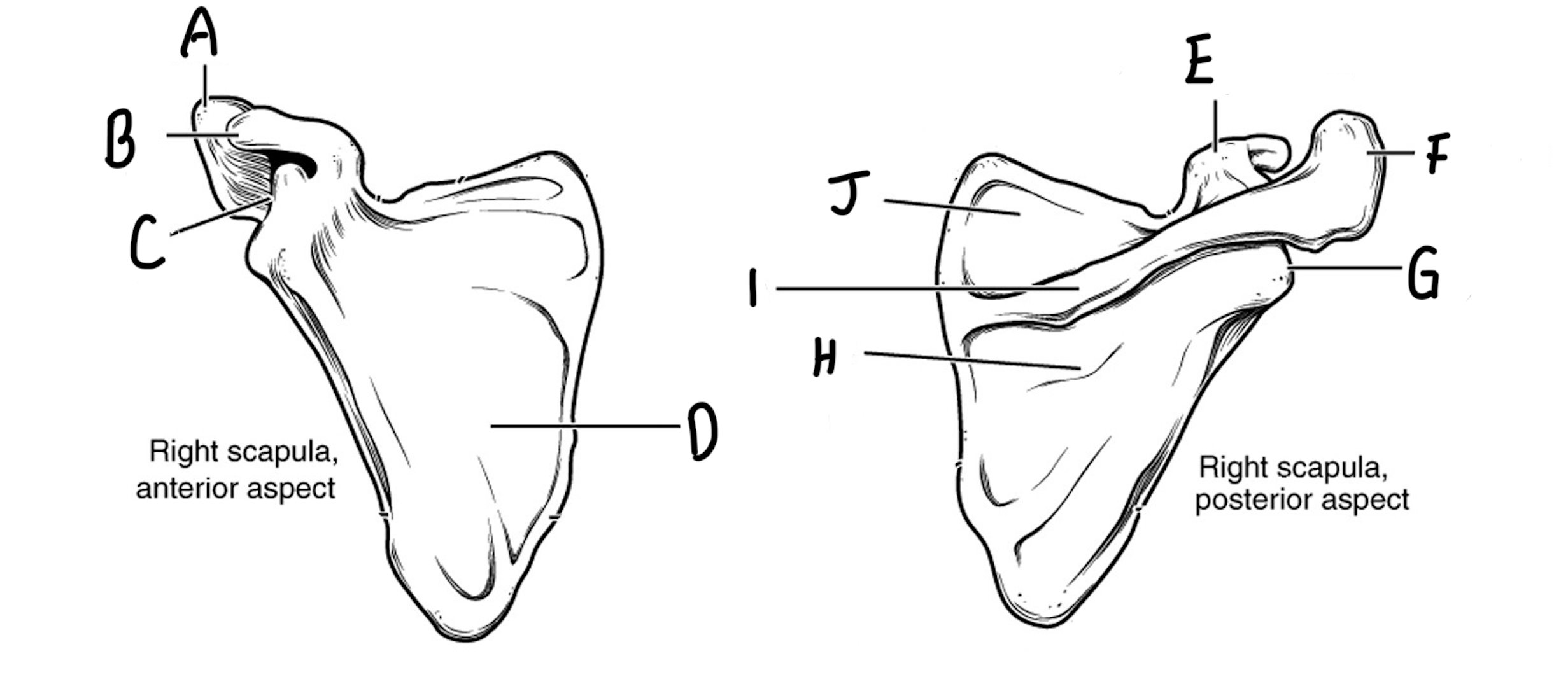 <p>Please label the scapula and describe each bone marking</p>