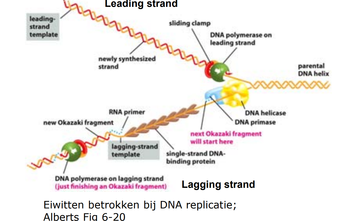 DNA polymerase voelt alles wat hij maakt; zo kan hij zijn eigen fouten herkennen en kan hij de verkeerde base wegknippen door zijn nucleasefunctie.
1/1000 keer is er een fout, na proofreading nog maar 1/1 miljoen.
