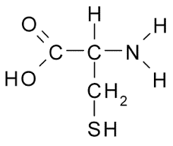 Which of the following best describes the effect of a greater number of cysteine amino acids on the stability of the proteins?