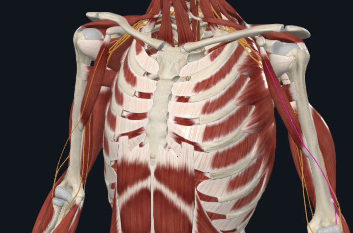 <p>What nerve is this</p>