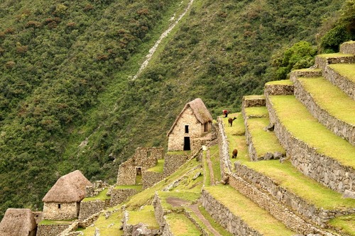 farming system in the form of steps going up the mountain, used by Inca
