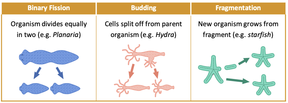 Certain species of animals can clone **themselves**.


1. Binary fission: **divides** **equally** in two.
2. Budding: cells **split off** from parent organism.
3. Fragmentation: new organism **grows** from fragment.