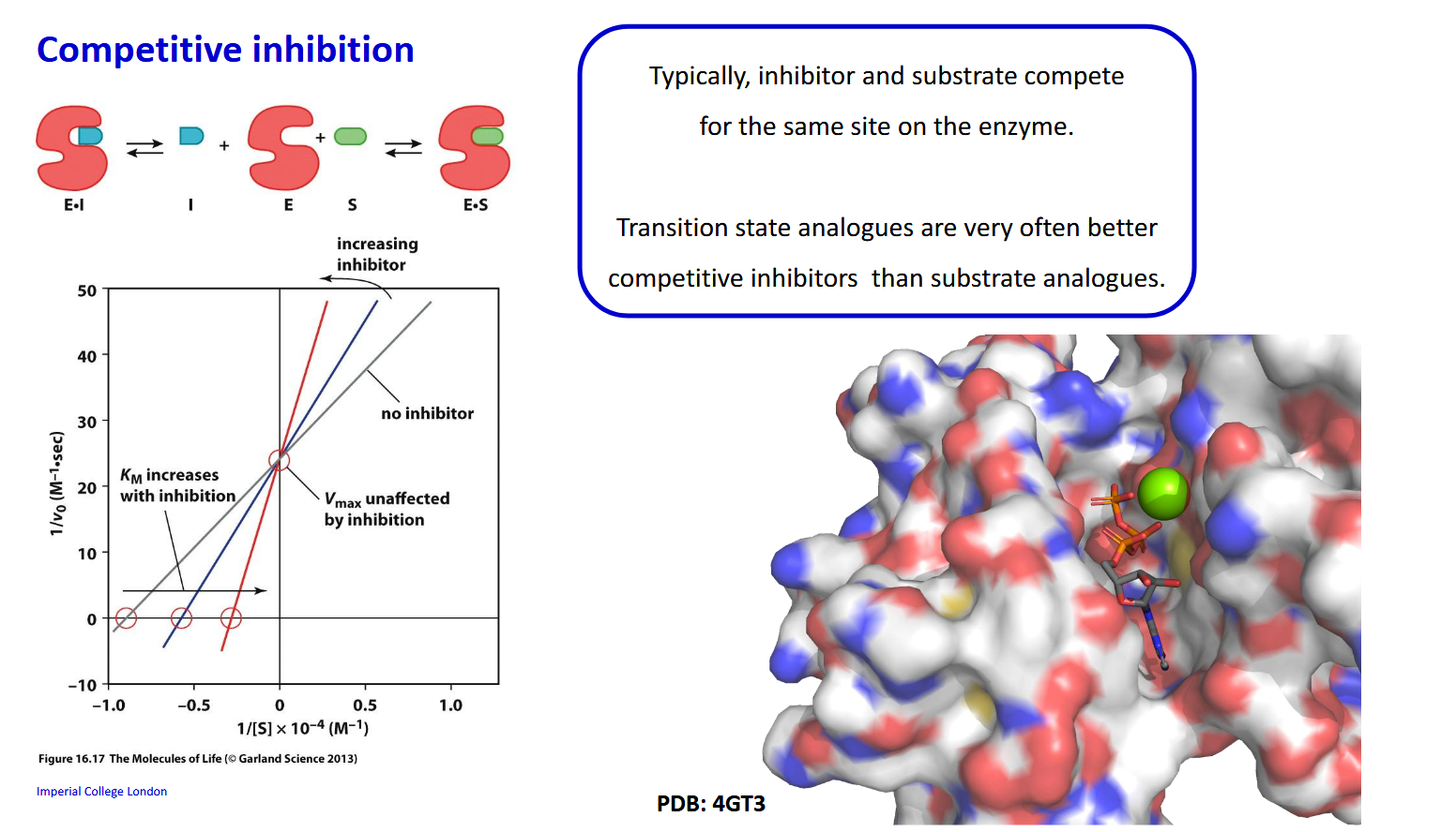 <p>K<sub>m</sub> increases with inhibition as binding affinity has effectinvely dropped. V<sub>max</sub> is unaffected as a large substrate concentration is gonna outcompete the inhibitor</p>