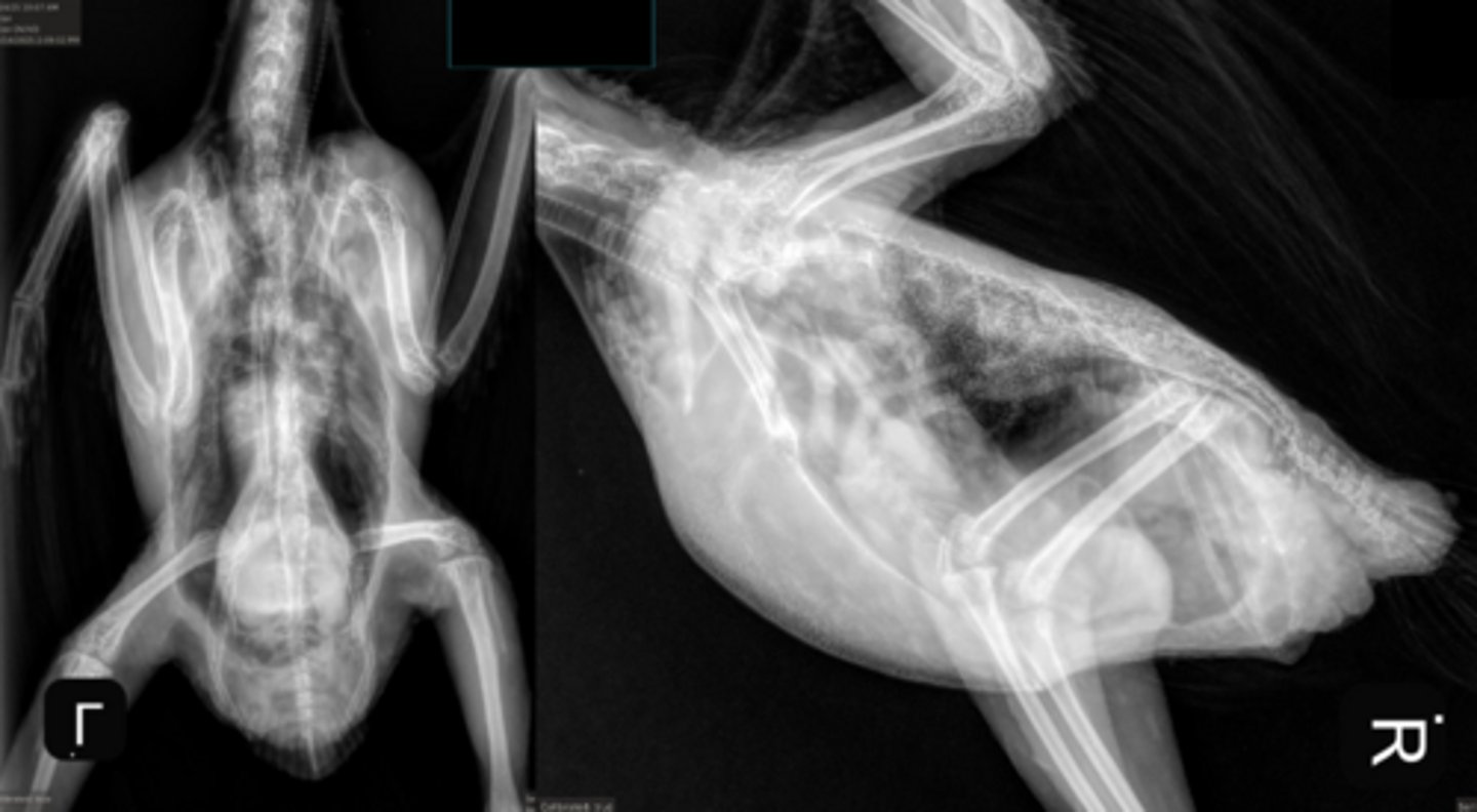 <p>A 34 year old congo african grey has recently started having seizures at home. This is the radiograph. The bird has hypercholesterolemia. Tell me what you see and what you would do to treat</p>