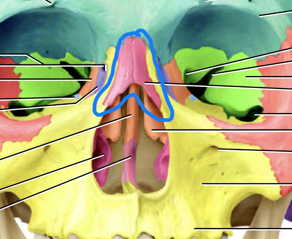 <p>What is this bone </p>