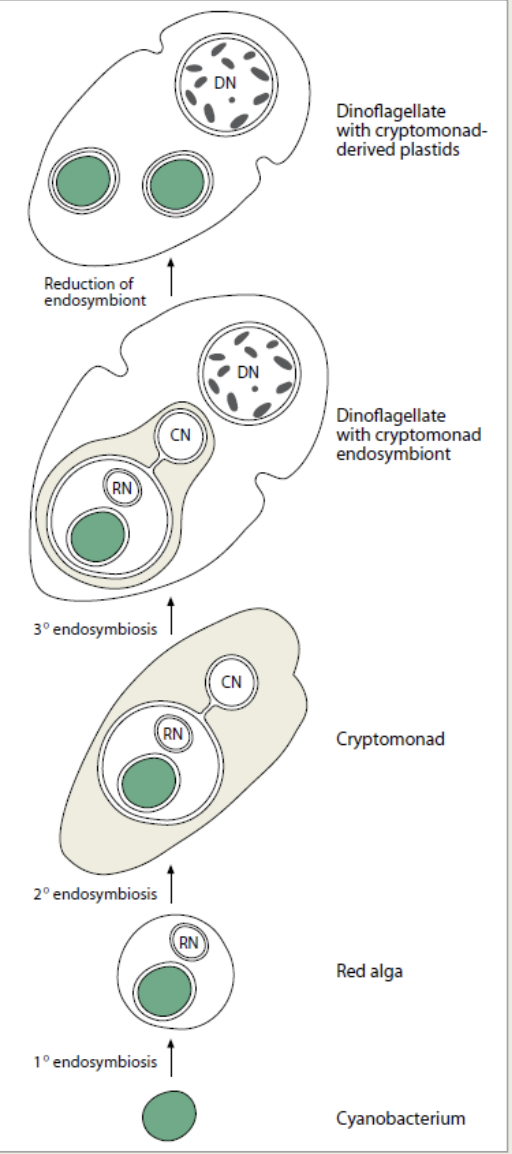 <p><strong>a dinoflagellate cell acquired kleptochloroplasts from cryptomonad prey</strong></p>