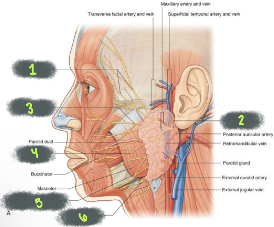 What is structure 3?