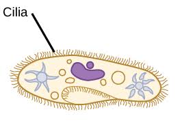 <p>short, numerous appendages that propel Paramecium (hairs)</p><ul><li><p>animal cells</p></li></ul><p></p>