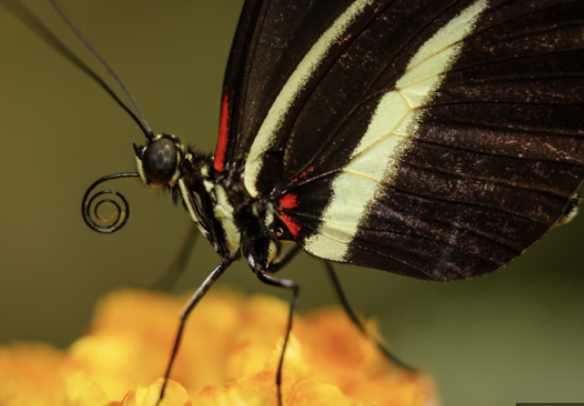 <p>mouthpart in butterflies which acts like a straw</p><p>can be coiled or uncoiled</p>
