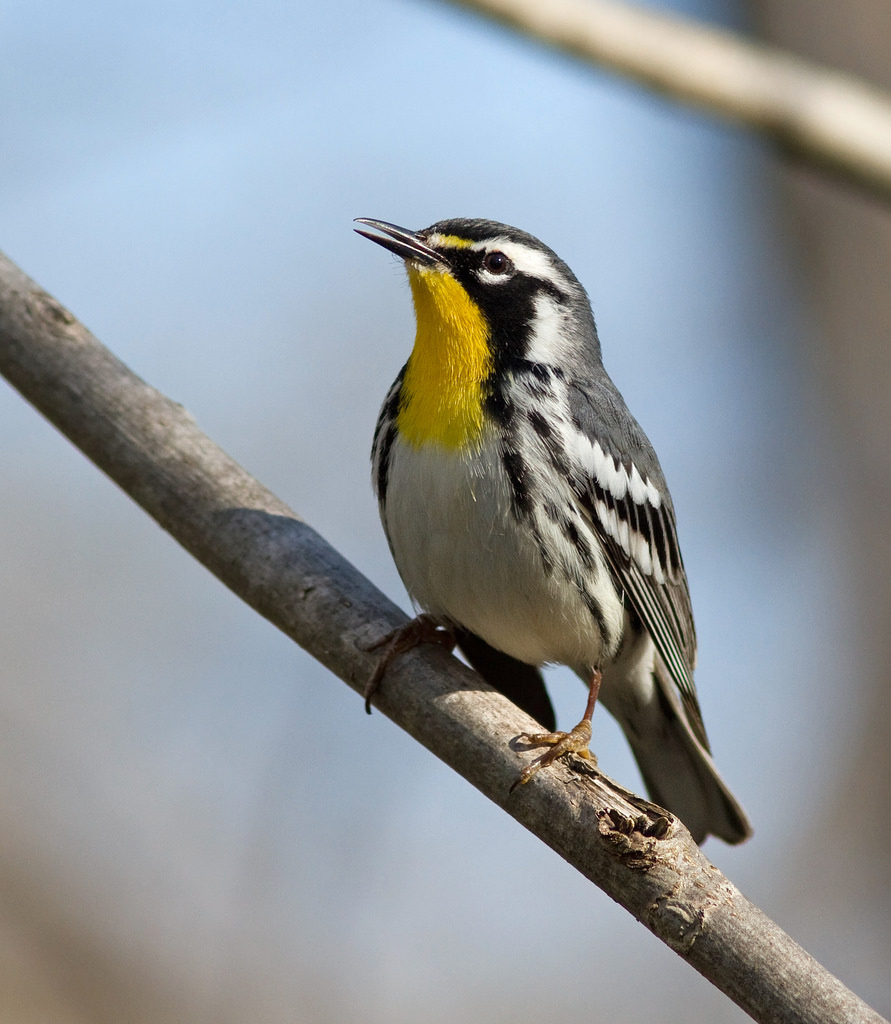 Yellow-throated Warbler