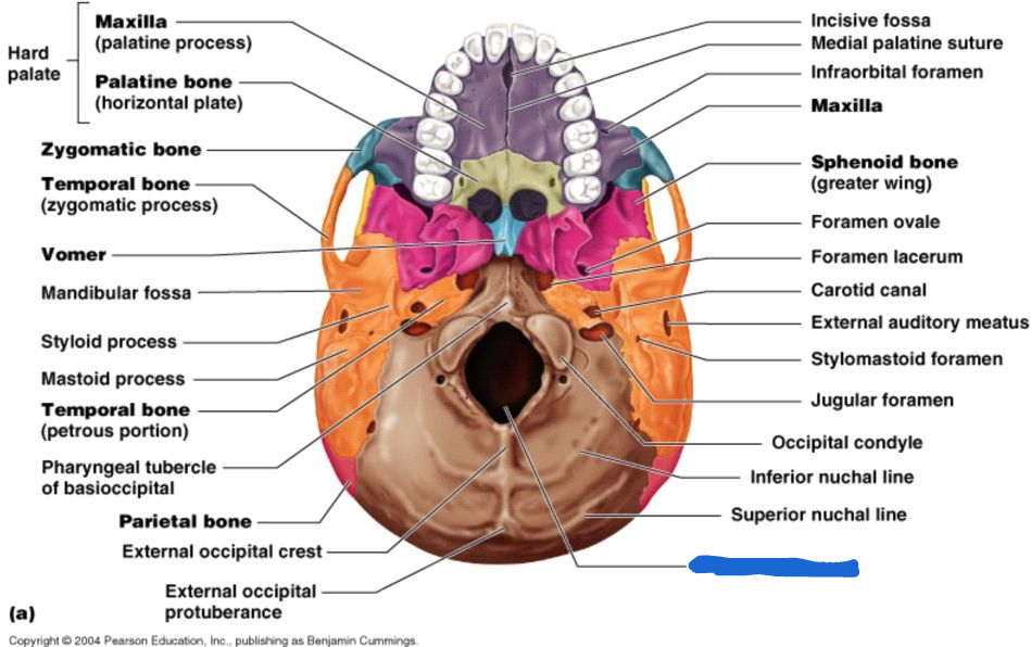 <p>foramen magnum (inferior view)</p>