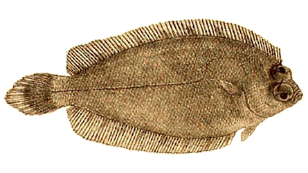<p>Pleuronectidae</p>