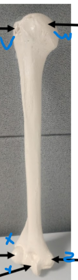 <p>What is Z? on the humerus</p>